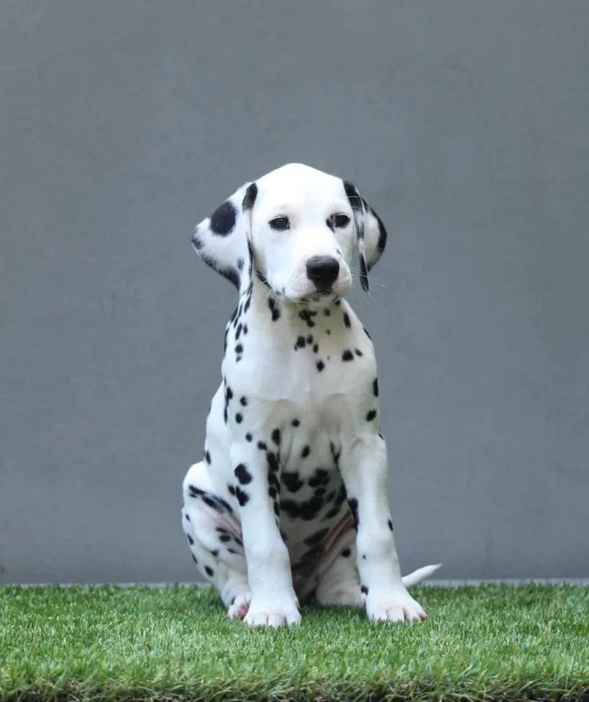 femmina cucciolo dalmata