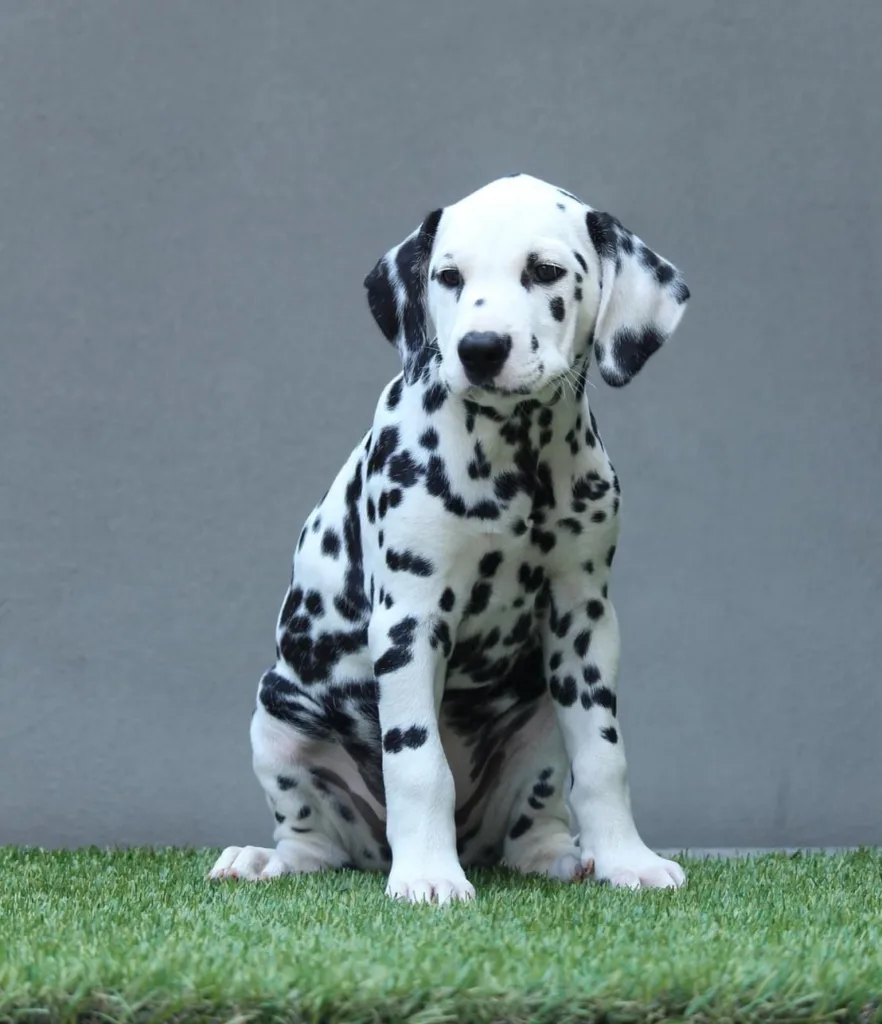 femmina cucciolo dalmata