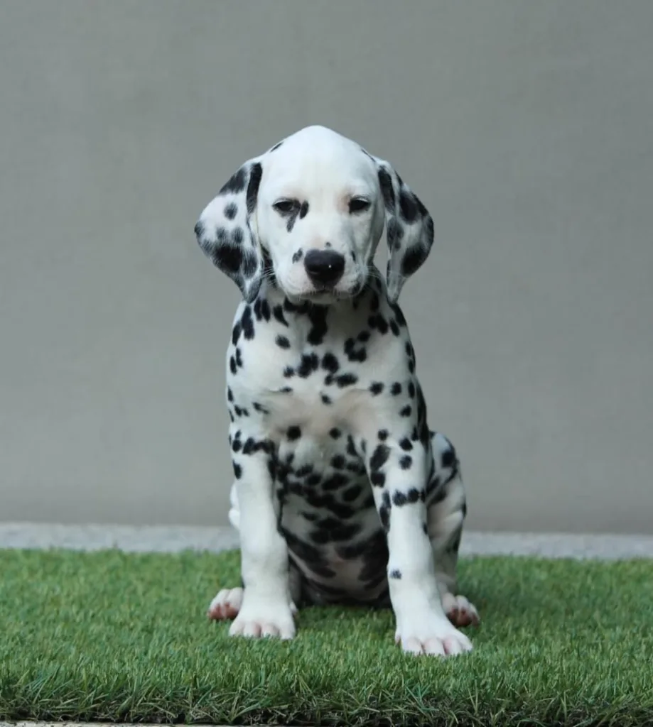 femmina cucciolo dalmata