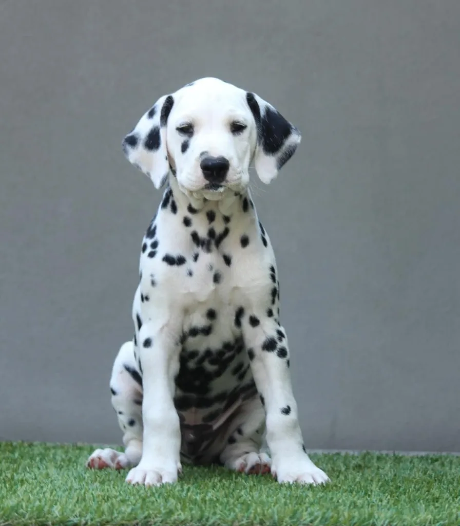 maaschio cucciolo dalmata