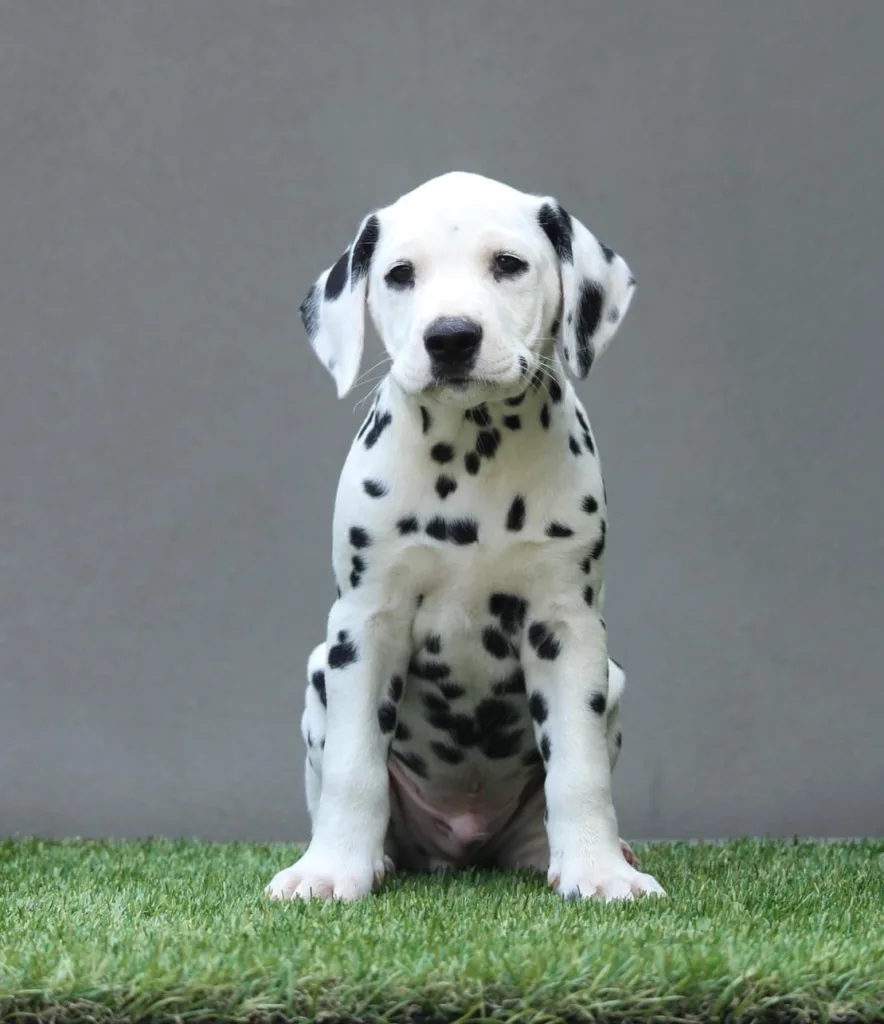 maschio cucciolo dalmata