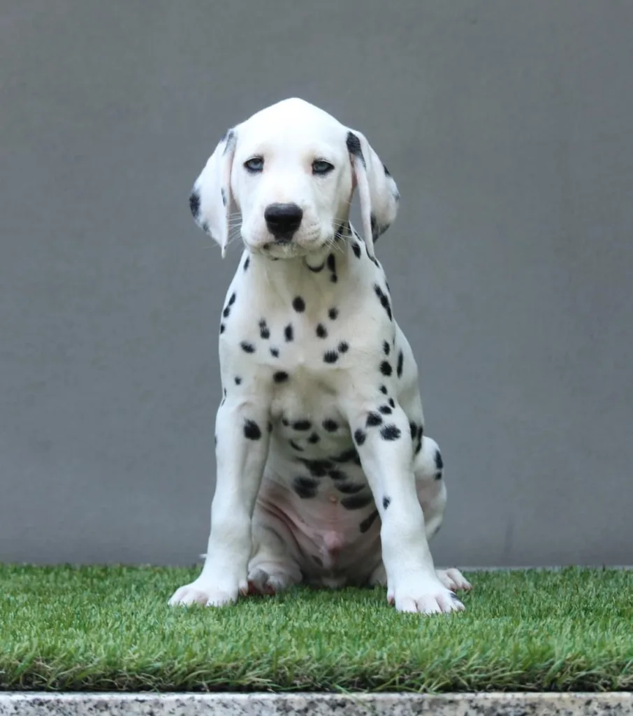 maschio cucciolo dalmata