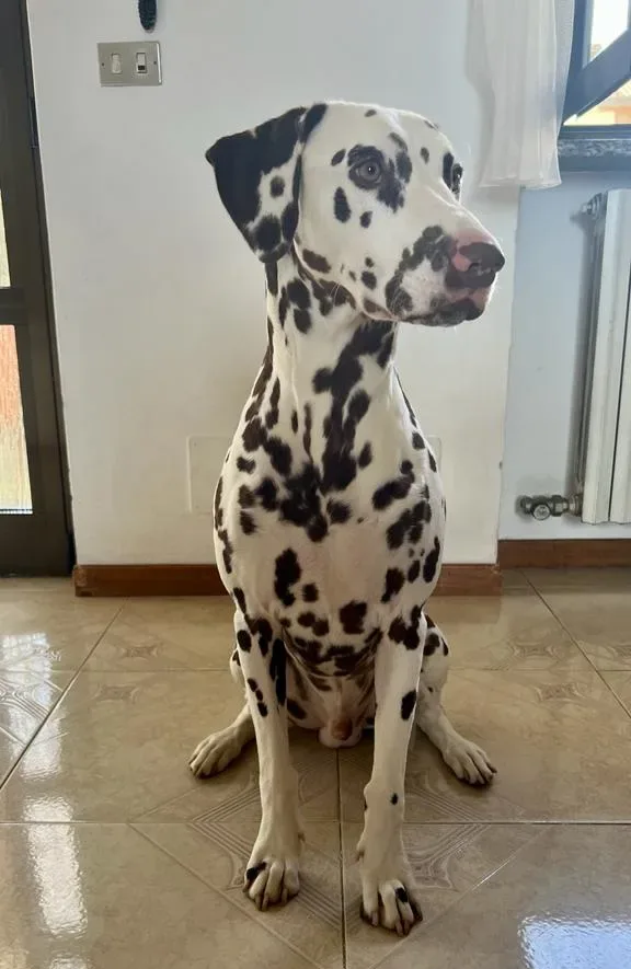 dalmata fegato