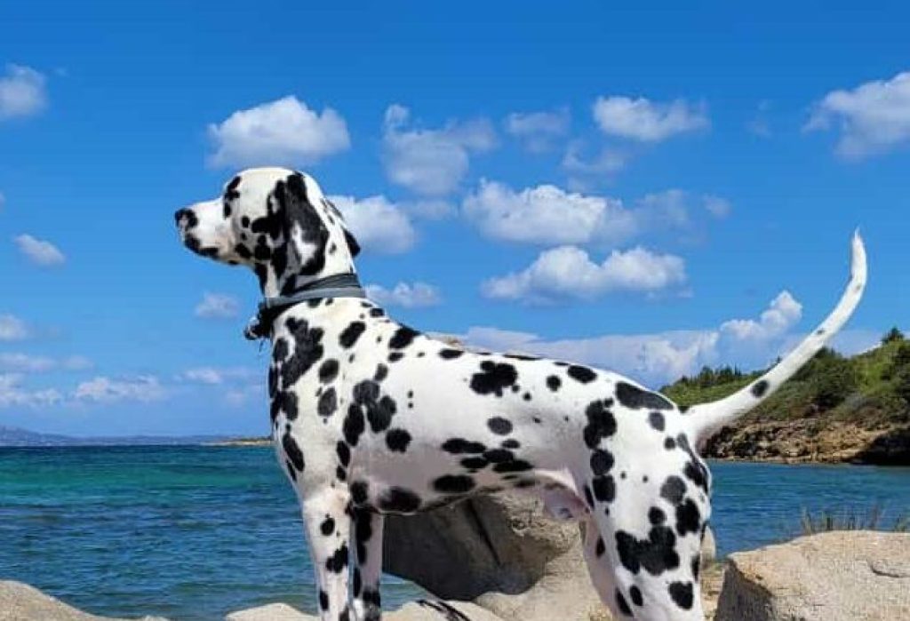 razza dalmata al mare selezione pedigree